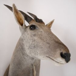 Eland Antilope Elandantilope Hoofd Opgezette Afrika