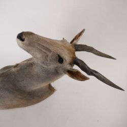 Eland Antilope Elandantilope Hoofd Opgezette Afrika