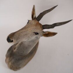 Eland Antilope Elandantilope Hoofd Opgezette Afrika