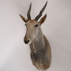 Eland Antilope Elandantilope Hoofd Opgezette Afrika