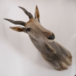 Eland Antilope Elandantilope Hoofd Opgezette Afrika
