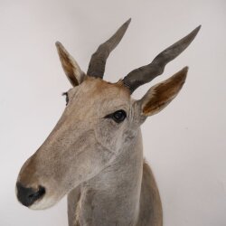 Eland Antilope Elandantilope Hoofd Opgezette Afrika