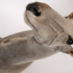 Eland Antilope Elandantilope Hoofd Opgezette Afrika