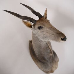 Eland Antilope Elandantilope Hoofd Opgezette Afrika