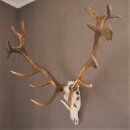ROTHIRSCH Bois de cerf16 Ender avec 10,4 kg de bois de...