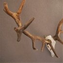 ROTHIRSCH Geweih16 Ender mit 10,4 kg Hirsch Geweih STARK KAPITAL mit ganzer Nase und Oberkiefer H111cm