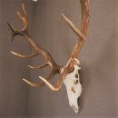 ROTHIRSCH Geweih16 Ender mit 10,4 kg Hirsch Geweih STARK KAPITAL mit ganzer Nase und Oberkiefer H111cm