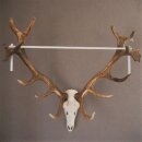 ROTHIRSCH Geweih16 Ender mit 10,4 kg Hirsch Geweih STARK KAPITAL mit ganzer Nase und Oberkiefer H111cm