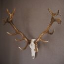 ROTHIRSCH Geweih16 Ender mit 10,4 kg Hirsch Geweih STARK KAPITAL mit ganzer Nase und Oberkiefer H111cm