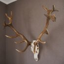 ROTHIRSCH Geweih16 Ender mit 10,4 kg Hirsch Geweih STARK KAPITAL mit ganzer Nase und Oberkiefer H111cm