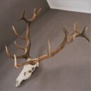 ROTHIRSCH Geweih16 Ender mit 10,4 kg Hirsch Geweih STARK KAPITAL mit ganzer Nase und Oberkiefer H111cm