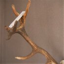 ROTHIRSCH Geweih16 Ender mit 10,4 kg Hirsch Geweih STARK KAPITAL mit ganzer Nase und Oberkiefer H111cm