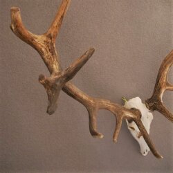 ROTHIRSCH Geweih16 Ender mit 10,4 kg Hirsch Geweih STARK KAPITAL mit ganzer Nase und Oberkiefer H111cm