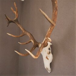 ROTHIRSCH Geweih16 Ender mit 10,4 kg Hirsch Geweih STARK KAPITAL mit ganzer Nase und Oberkiefer H111cm
