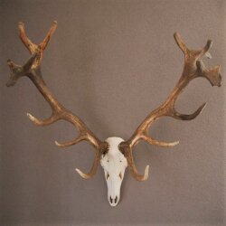 ROTHIRSCH Geweih16 Ender mit 10,4 kg Hirsch Geweih STARK KAPITAL mit ganzer Nase und Oberkiefer H111cm