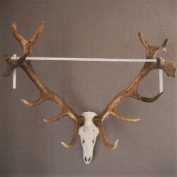 ROTHIRSCH Geweih16 Ender mit 10,4 kg Hirsch Geweih STARK KAPITAL mit ganzer Nase und Oberkiefer H111cm