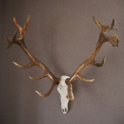 ROTHIRSCH Geweih16 Ender mit 10,4 kg Hirsch Geweih STARK KAPITAL mit ganzer Nase und Oberkiefer H111cm