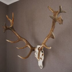 ROTHIRSCH Geweih16 Ender mit 10,4 kg Hirsch Geweih STARK KAPITAL mit ganzer Nase und Oberkiefer H111cm