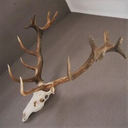 ROTHIRSCH Geweih16 Ender mit 10,4 kg Hirsch Geweih STARK KAPITAL mit ganzer Nase und Oberkiefer H111cm