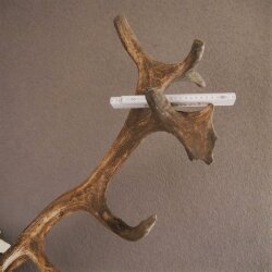 ROTHIRSCH Geweih16 Ender mit 10,4 kg Hirsch Geweih STARK KAPITAL mit ganzer Nase und Oberkiefer H111cm