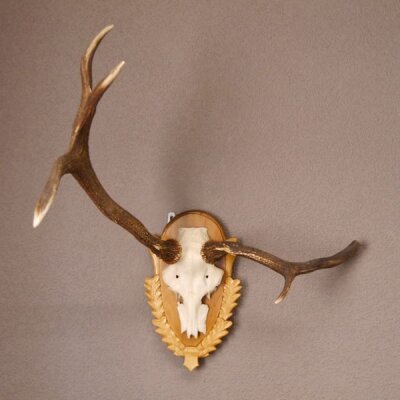Rothirsch Hirsch Geweih abnorm Hirschgeweih auf geschnitztem Trophäenschild Höhe 92cm