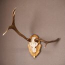 Rothirsch Hirsch Geweih abnorm Hirschgeweih auf geschnitztem Trophäenschild Höhe 92cm