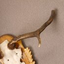 Rothirsch Hirsch Geweih abnorm Hirschgeweih auf geschnitztem Trophäenschild Höhe 92cm