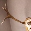 Rothirsch Hirsch Geweih abnorm Hirschgeweih auf geschnitztem Trophäenschild Höhe 92cm