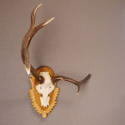 Rothirsch Hirsch Geweih abnorm Hirschgeweih auf geschnitztem Trophäenschild Höhe 92cm