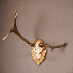 Rothirsch Hirsch Geweih abnorm Hirschgeweih auf geschnitztem Trophäenschild Höhe 92cm