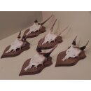 5 Damhirsch Spießer Spiesser Dam Hirsch Geweih auf...