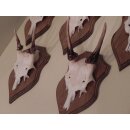 5 Damhirsch Spießer Spiesser Dam Hirsch Geweih auf Trophäenschild #72.276