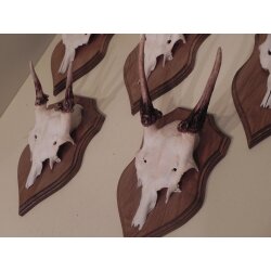 5 Damhirsch Spießer Spiesser Dam Hirsch Geweih auf Trophäenschild #72.276