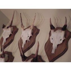 5 Damhirsch Spießer Spiesser Dam Hirsch Geweih auf Trophäenschild #72.276