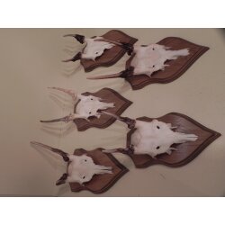 5 Damhirsch Spießer Spiesser Dam Hirsch Geweih auf Trophäenschild #72.276