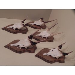 5 Damhirsch Spießer Spiesser Dam Hirsch Geweih auf Trophäenschild #72.276