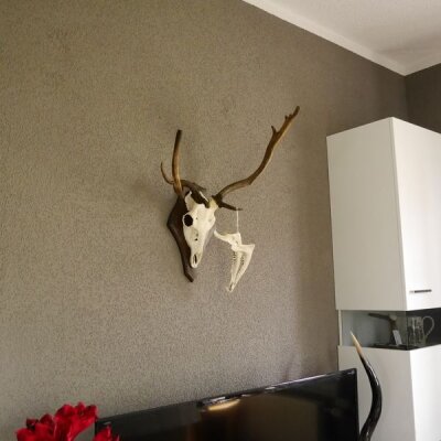 abnormes Damhirsch Dam Hirsch Geweih Hirschgeweih mit ganzer Nase und Unterkiefer auf Trophäenschild Höhe 73 cm