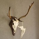 abnormes Damhirsch Dam Hirsch Geweih Hirschgeweih mit...