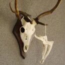 abnormes Damhirsch Dam Hirsch Geweih Hirschgeweih mit ganzer Nase und Unterkiefer auf Trophäenschild Höhe 73 cm
