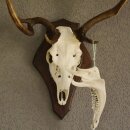 abnormes Damhirsch Dam Hirsch Geweih Hirschgeweih mit ganzer Nase und Unterkiefer auf Trophäenschild Höhe 73 cm