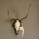 abnormes Damhirsch Dam Hirsch Geweih Hirschgeweih mit ganzer Nase und Unterkiefer auf Trophäenschild Höhe 73 cm