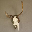 abnormes Damhirsch Dam Hirsch Geweih Hirschgeweih mit ganzer Nase und Unterkiefer auf Trophäenschild Höhe 73 cm
