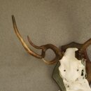 abnormes Damhirsch Dam Hirsch Geweih Hirschgeweih mit ganzer Nase und Unterkiefer auf Trophäenschild Höhe 73 cm