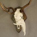 abnormes Damhirsch Dam Hirsch Geweih Hirschgeweih mit ganzer Nase und Unterkiefer auf Trophäenschild Höhe 73 cm