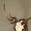 abnormes Damhirsch Dam Hirsch Geweih Hirschgeweih mit ganzer Nase und Unterkiefer auf Trophäenschild Höhe 73 cm