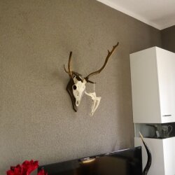 abnormes Damhirsch Dam Hirsch Geweih Hirschgeweih mit ganzer Nase und Unterkiefer auf Trophäenschild Höhe 73 cm