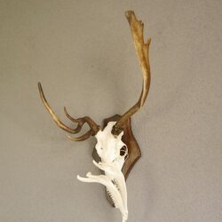 abnormes Damhirsch Dam Hirsch Geweih Hirschgeweih mit ganzer Nase und Unterkiefer auf Trophäenschild Höhe 73 cm
