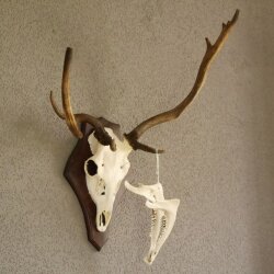 abnormes Damhirsch Dam Hirsch Geweih Hirschgeweih mit ganzer Nase und Unterkiefer auf Trophäenschild Höhe 73 cm