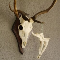 abnormes Damhirsch Dam Hirsch Geweih Hirschgeweih mit ganzer Nase und Unterkiefer auf Trophäenschild Höhe 73 cm