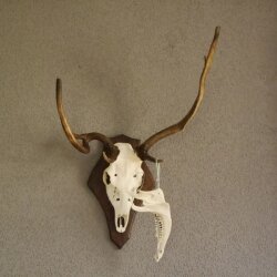 abnormes Damhirsch Dam Hirsch Geweih Hirschgeweih mit ganzer Nase und Unterkiefer auf Trophäenschild Höhe 73 cm